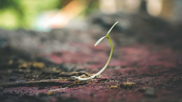 Root out of dry ground