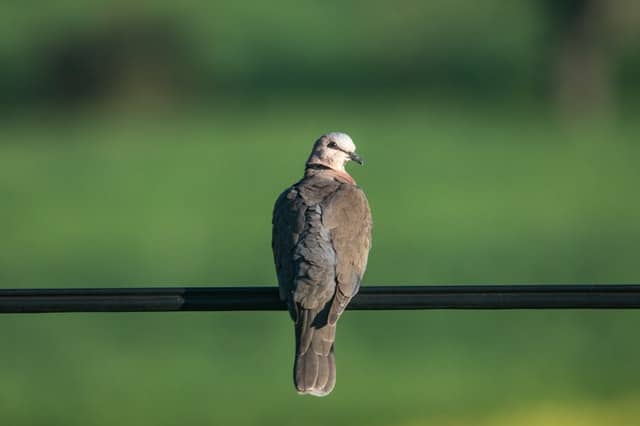 The Holy Spirit, Like A Dove